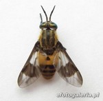Chrysops pictus