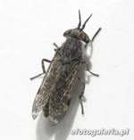 Jusznica