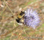Volucella bombylans