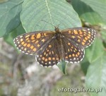 Melitaea athalia 2