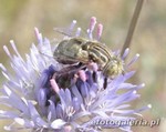 Lathyrophthalmus aeneus