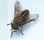 Tabanus bovinus