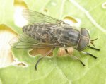 Tabanus sp.