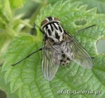 Graphomya maculata