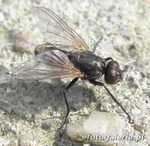Musca domestica