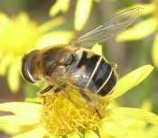 Eristalis interrupta