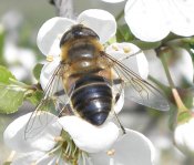 Eristalis tenax