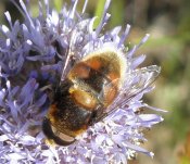 Eristalis intricaria