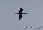 Kormoran