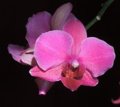 Phalaenopsis purple