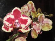 Phalaenopsis harlequin