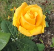 Róża żółta