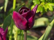 Tulipan ciemnofioletowy