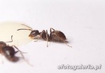Lasius niger