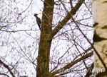 Dziecio� czarny
