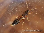 Bolitochara obliqua