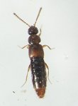 Cordalia obscura
