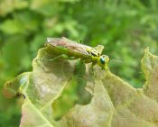 Rhogogaster viridis