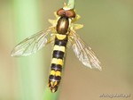 Sphaerophoria