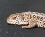 Jaszczurka zwinka